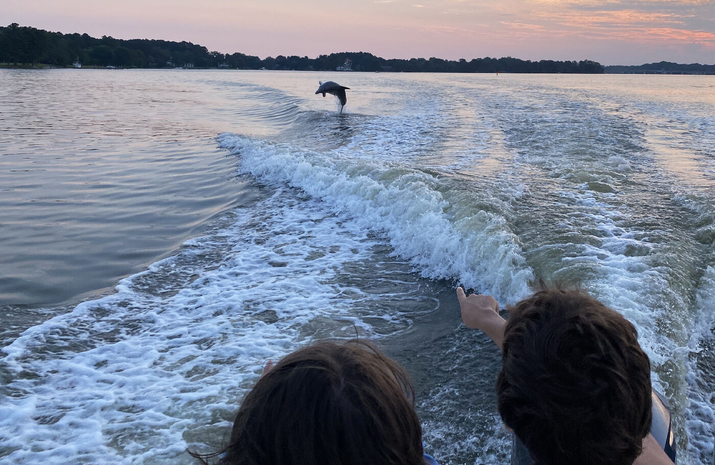 Dolphin in boat wake